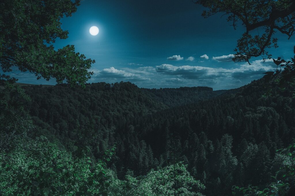nature, forest, landscape, at night, black forest, dark, mystical, full moon, moon, forest, forest, dark, moon, moon, moon, moon, moon